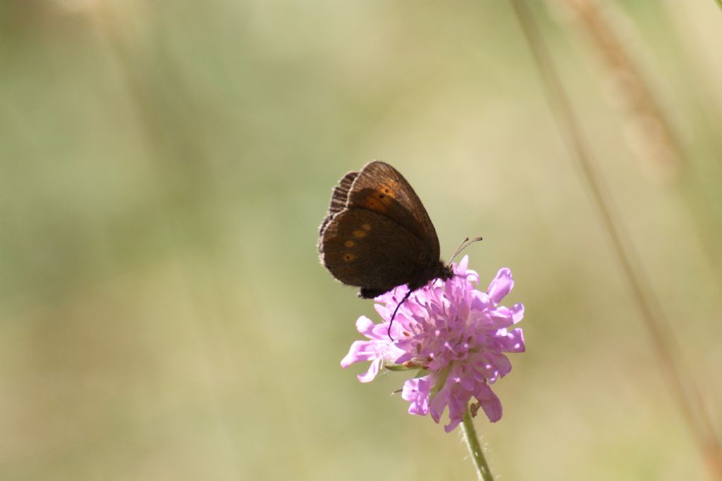 Erebia melampus? S